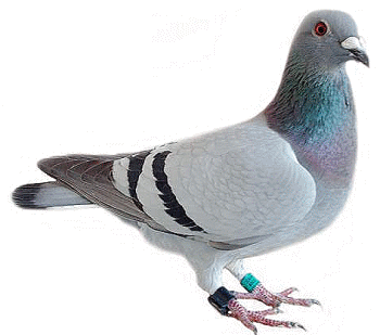http://www.farmili.com/blog/wp-content/uploads/2013/05/pigeon-voyageur.png