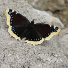 Papillon Morio