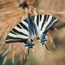 Papillon Flambé