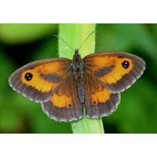 Papillon Amaryllis