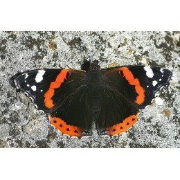 Papillon Vulcain