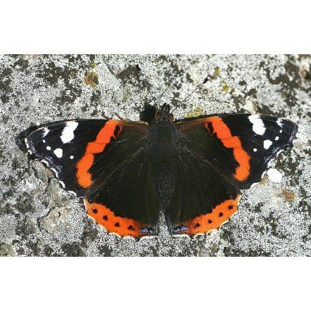 Papillon Vulcain