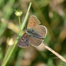 Papillon Cuivré Fuligineux