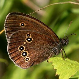 Papillon Tristan