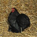 Poule Bantam de Pékin noire