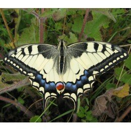 Papillon le Machaon