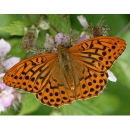 Papillon le Tabac d'Espagne