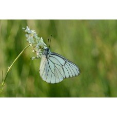 Papillon le Gazé