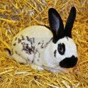 Papillon Anglais Noir