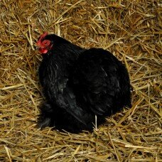 Poule Bantam de Pékin noire