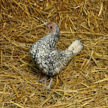 Poule Sebright Argentée