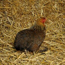 Poule Brahma naine