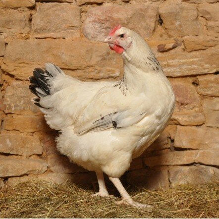 Poule blanche herminée