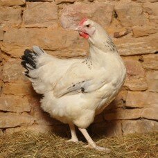 Poule blanche herminée