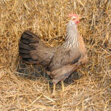 Poule Leghorn argentée