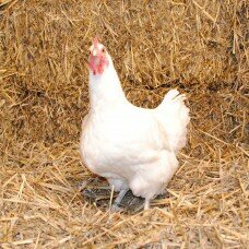 Poule Gâtinaise