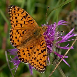 Papillon Grand Nacré