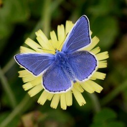 Papillon azuré commun 