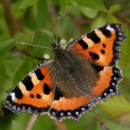 Papillon petite tortue