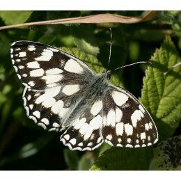 Papillon demi deuil