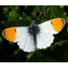 Papillon Aurore Orange